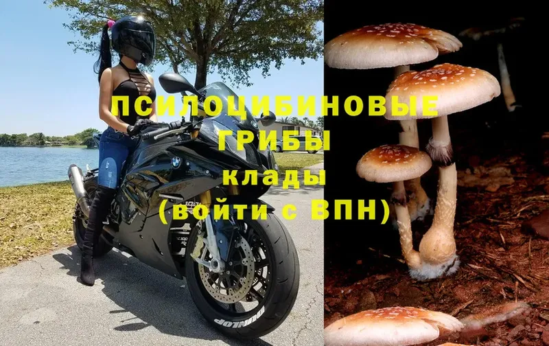 Псилоцибиновые грибы Psilocybine cubensis  продажа наркотиков  Беслан 